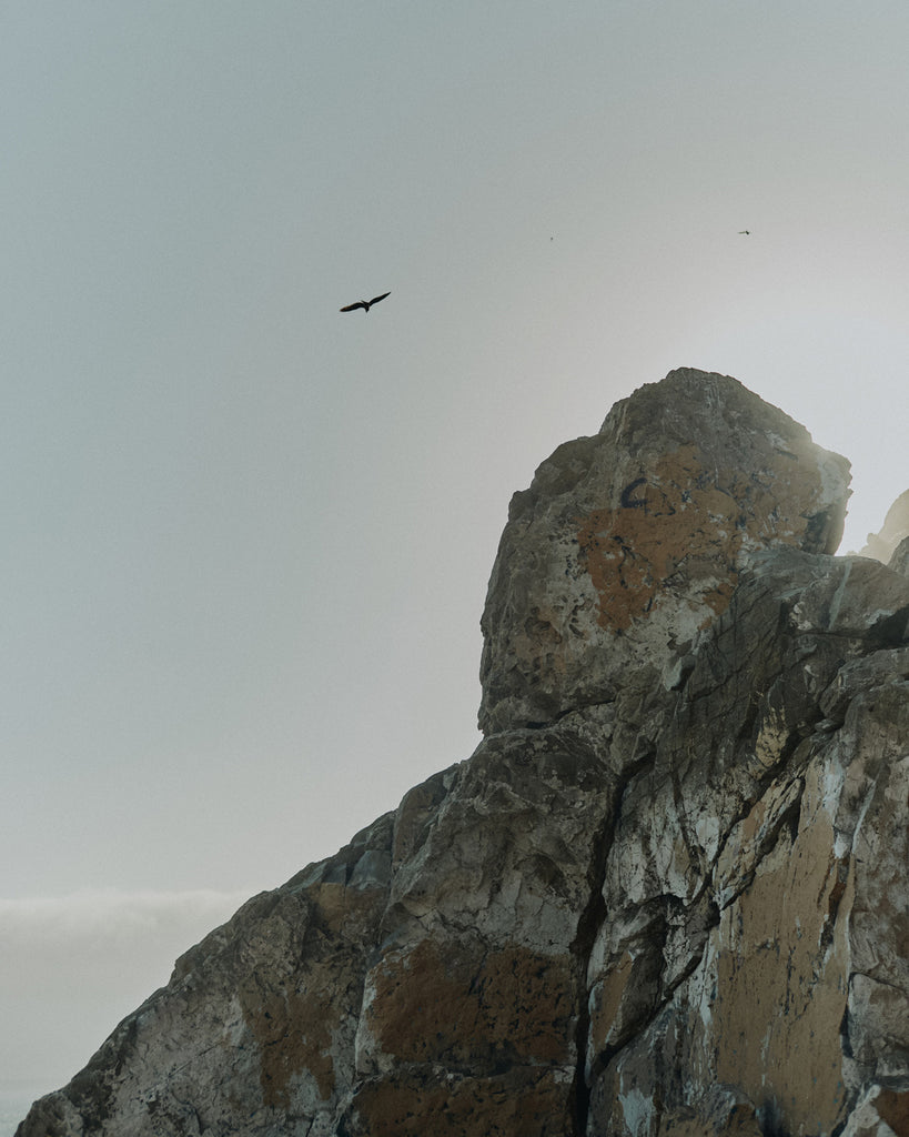 Bird flying in clear skies over a big rock along the Malibu coast
