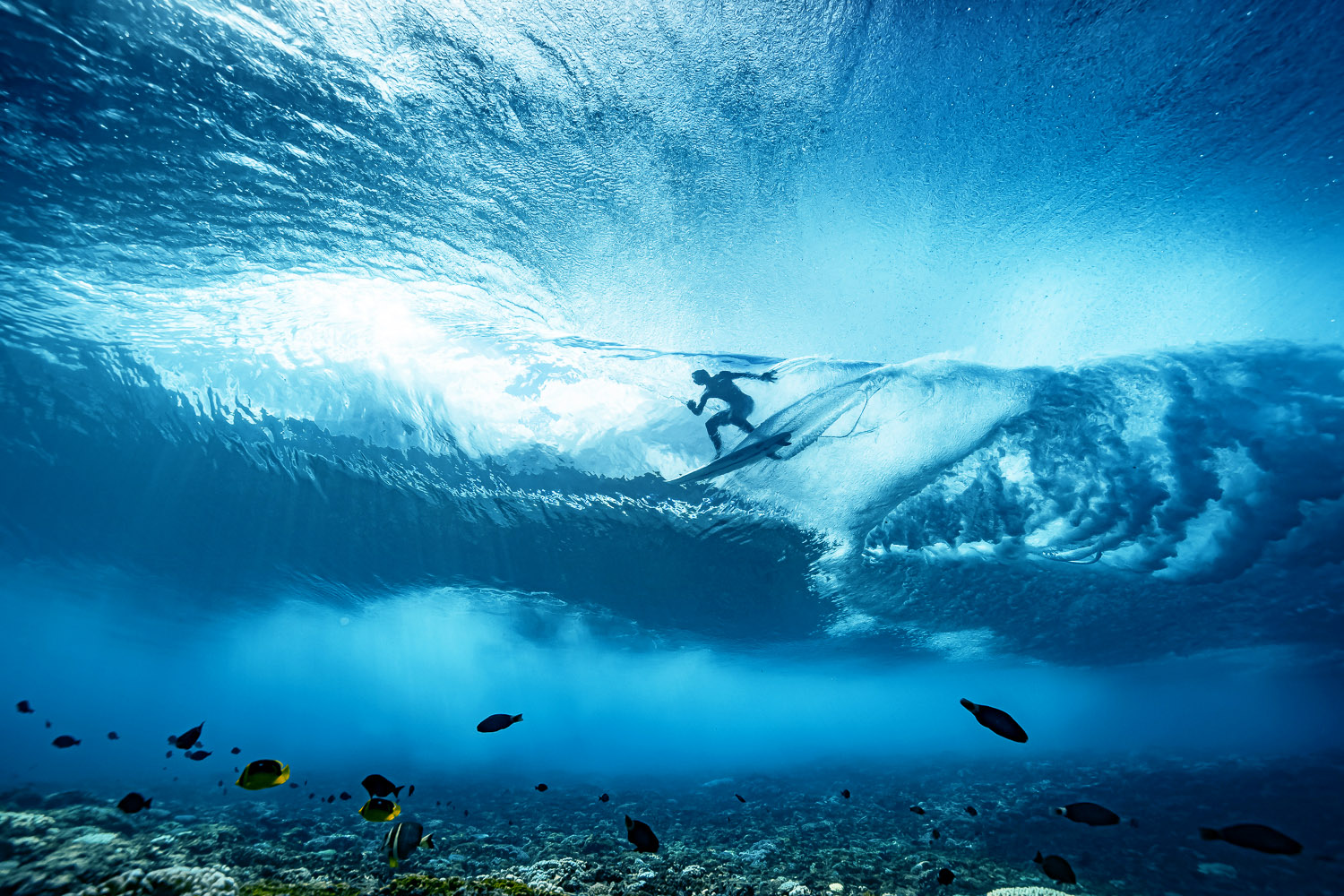 Man surfing shot from underwater with fish and coral