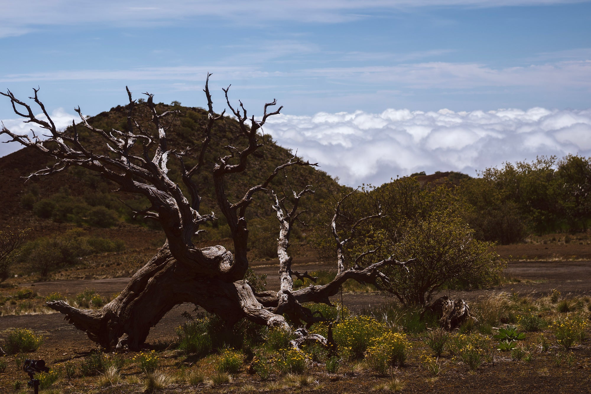 Hawaii Island landscape with dead tree in the foreground, barren hills in the background above the clouds in the background